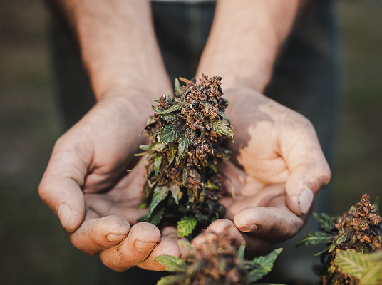 Biostimulants For Medical Cannabis