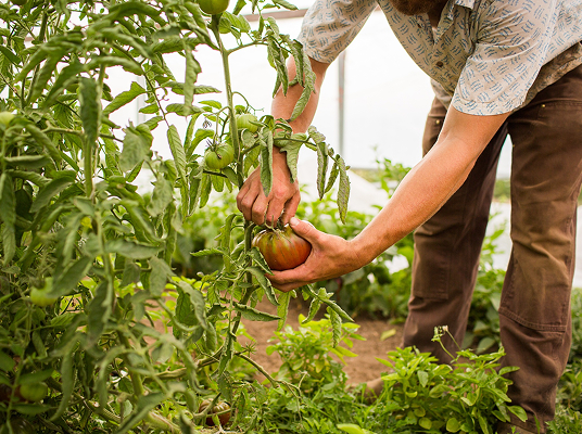 Commercial Agriculture