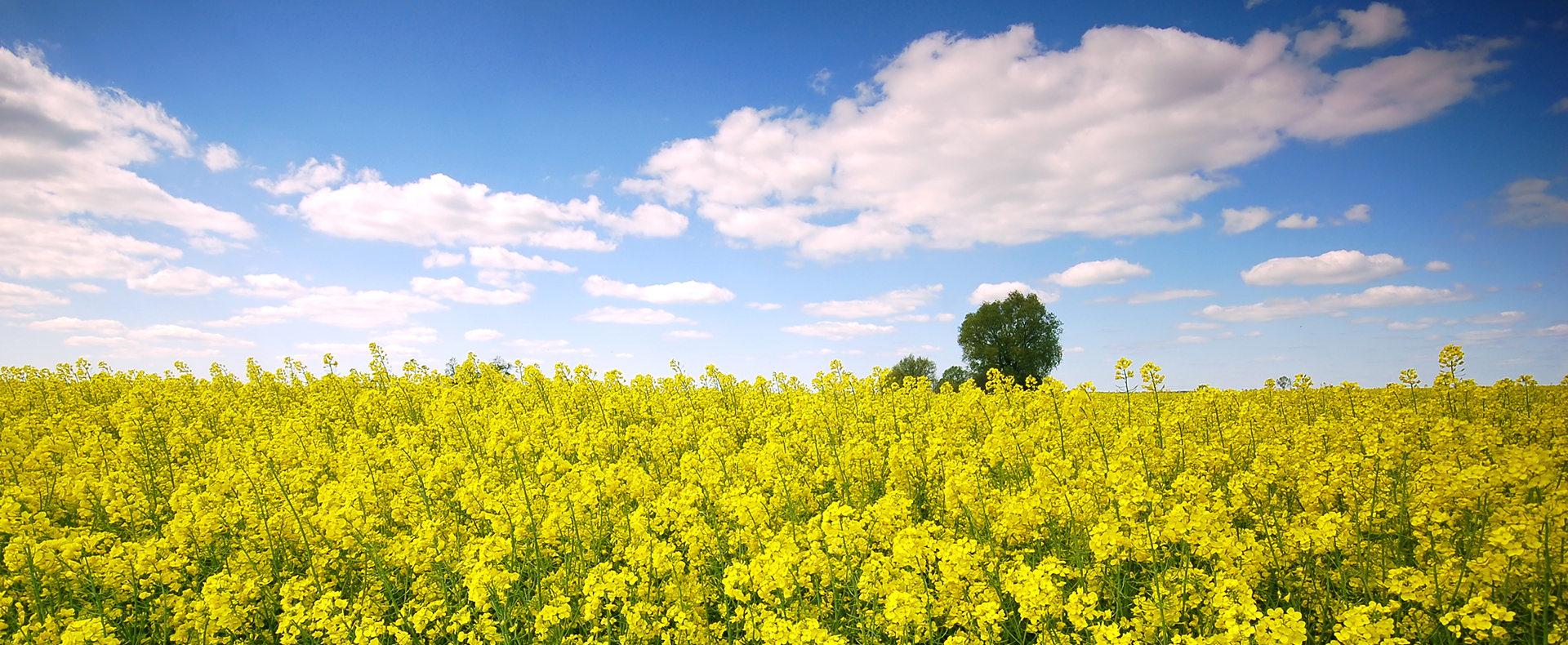 Yellow Flowers Field With Clouds